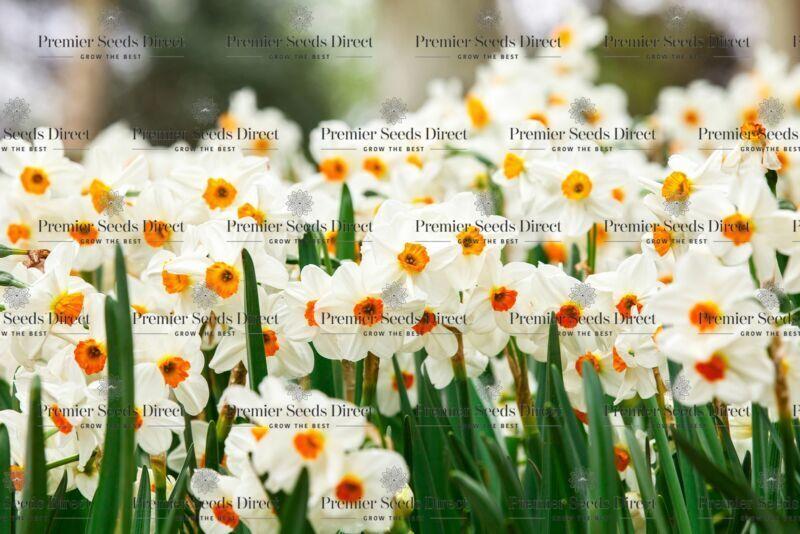 Daffodil Geranium Bulbs Premier Seeds Direct