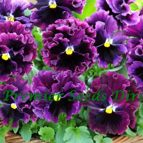 Pansy Winter Flowering Frizzle Sizzle F1 Burgundy Flowers Premier