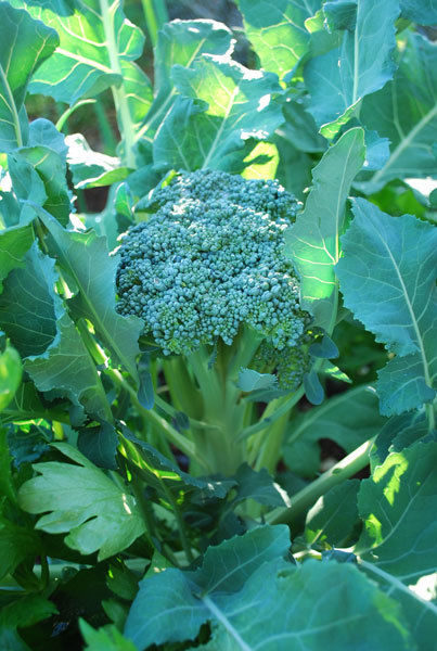 Broccoli Waltham 29 Organic | Organic Broccoli | Premier Seeds Direct Ltd