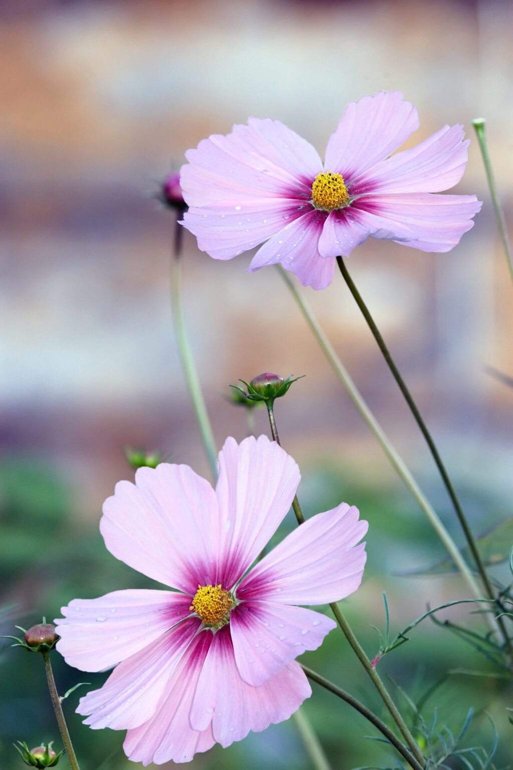 Cosmos Bipinnatus Daydream Flowers Premier Seeds Direct Ltd