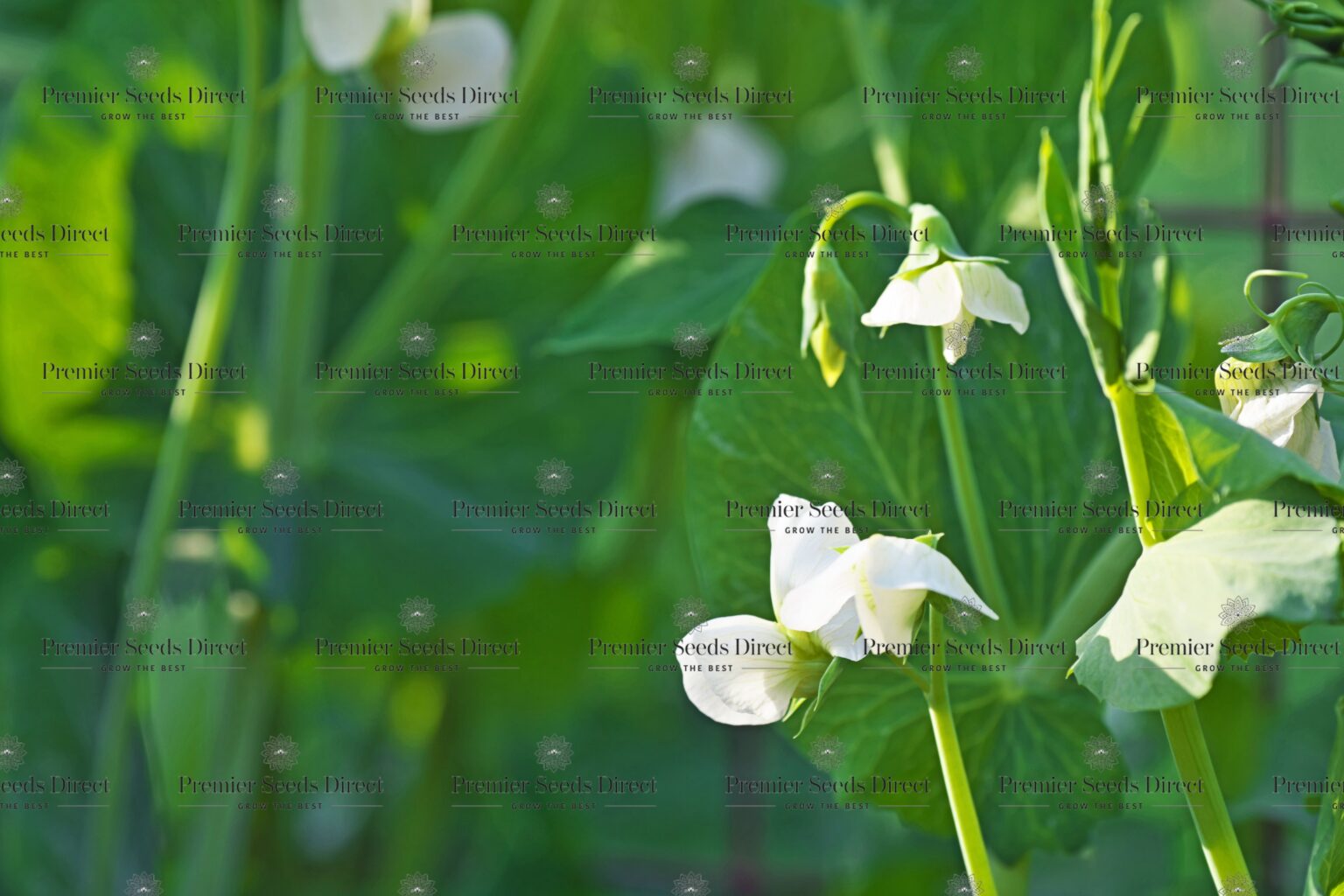 Runner Bean White Emergo Premier Seeds Direct