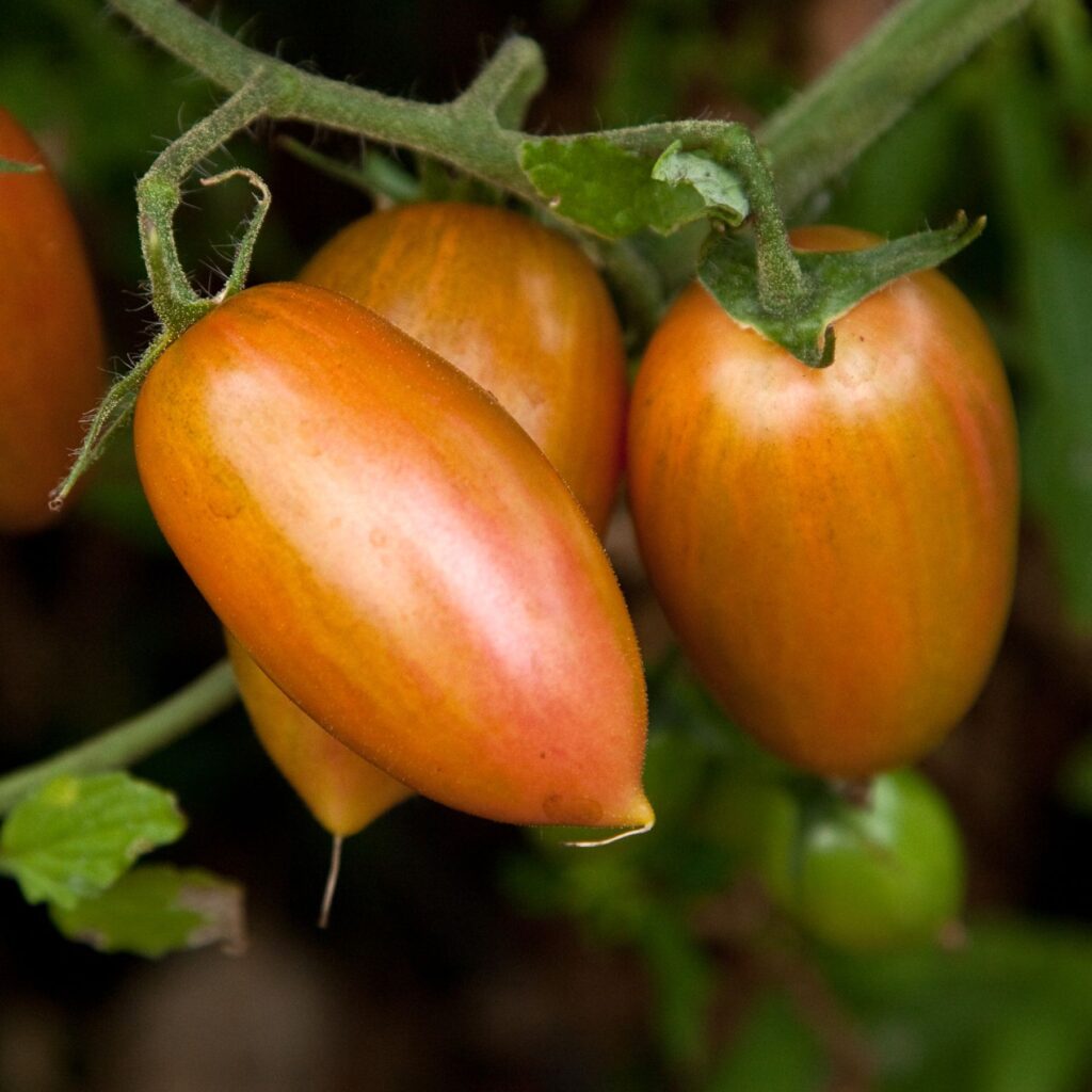 Tomato Cherry Artisan Pink Tiger New Tomato Premier Seeds Direct Ltd