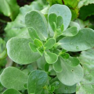 herb purslane golden green summer