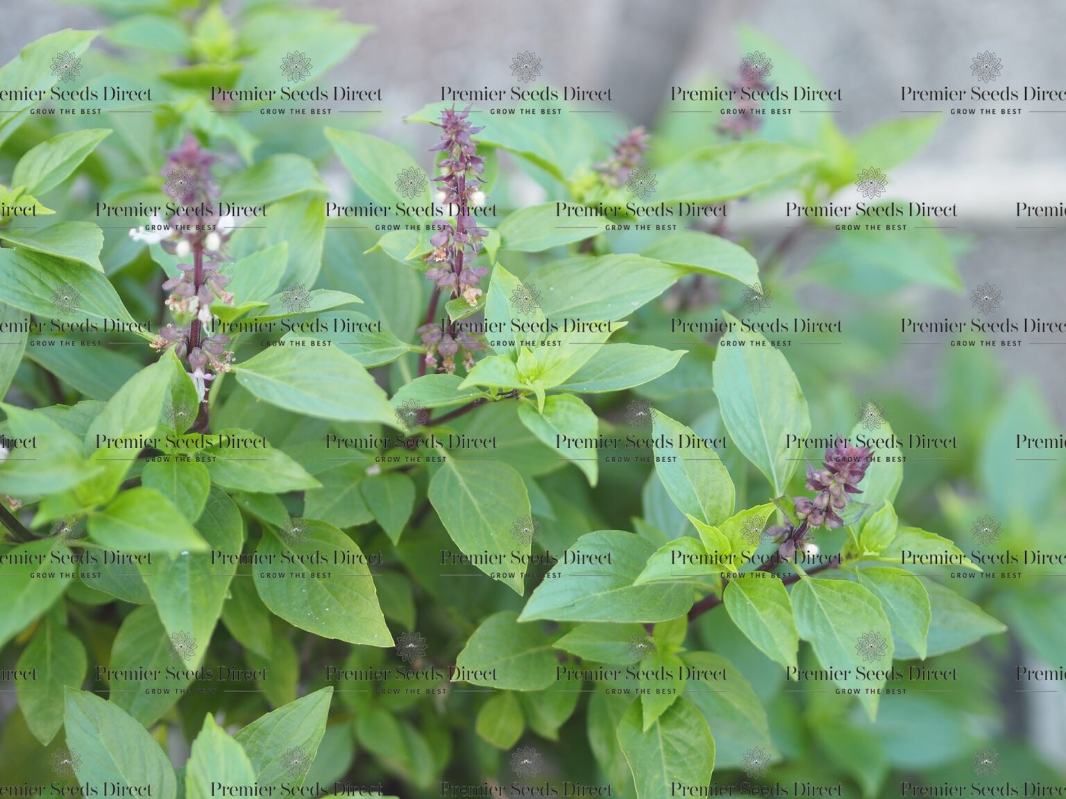 Herb Basil Thai Siam Queen Premier Seeds Direct