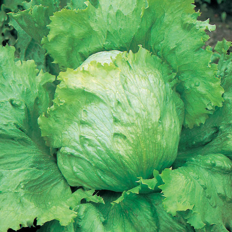 Lettuce Saladin Iceburg Type Premier Seeds Direct