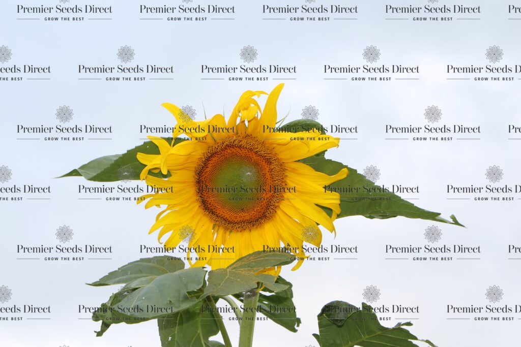 Giant Sunflower Mongolian Giant Flowers Premier Seeds Direct Ltd