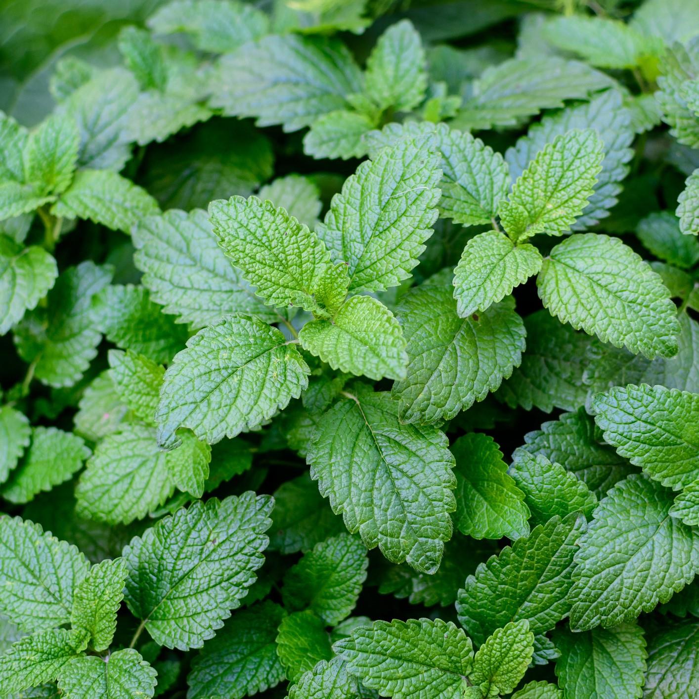 Micro Lemon Balm - Premier Seeds Direct