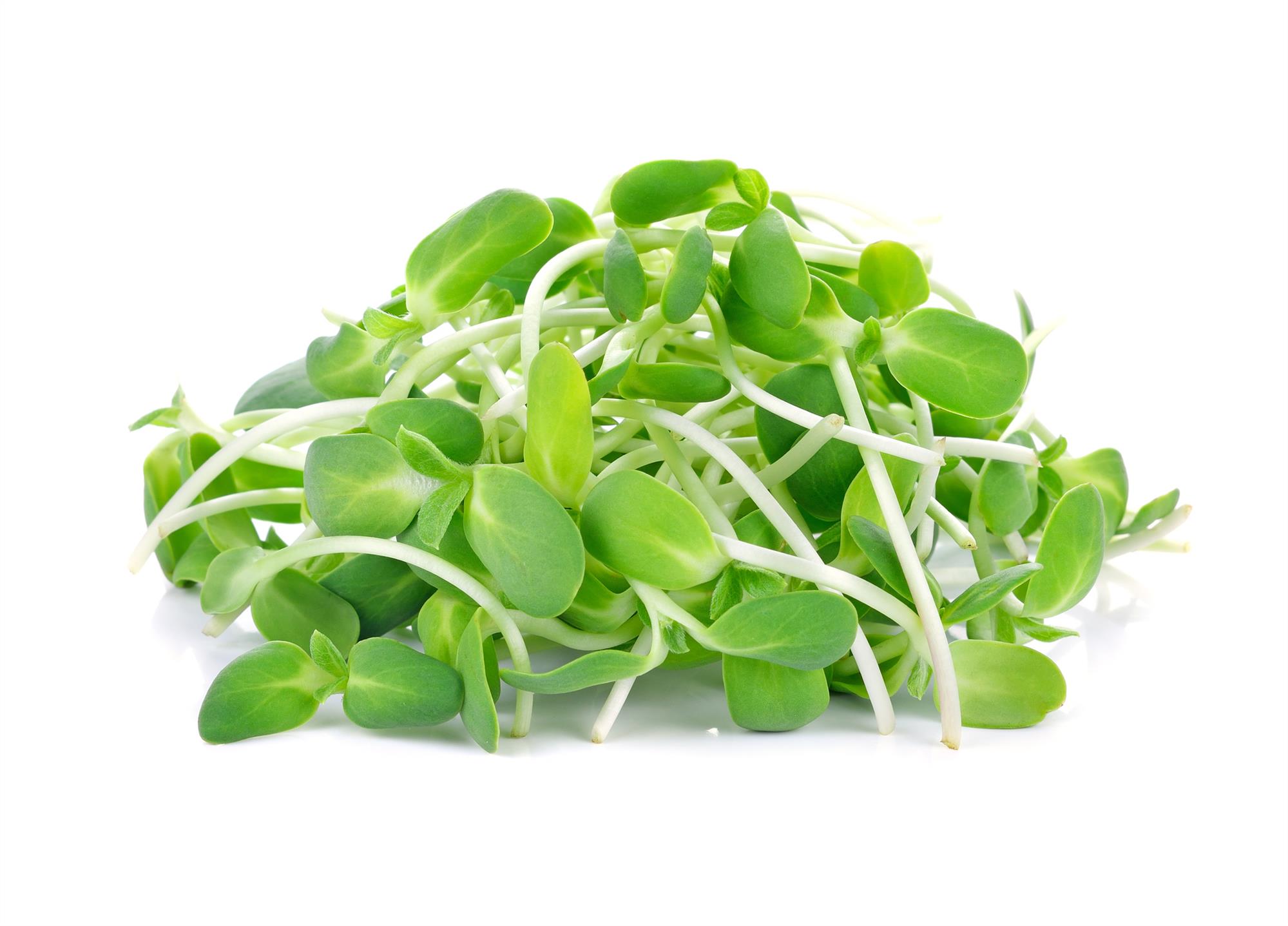 Sprouting/ Micro Green seeds - Sunflower - Premier Seeds Direct