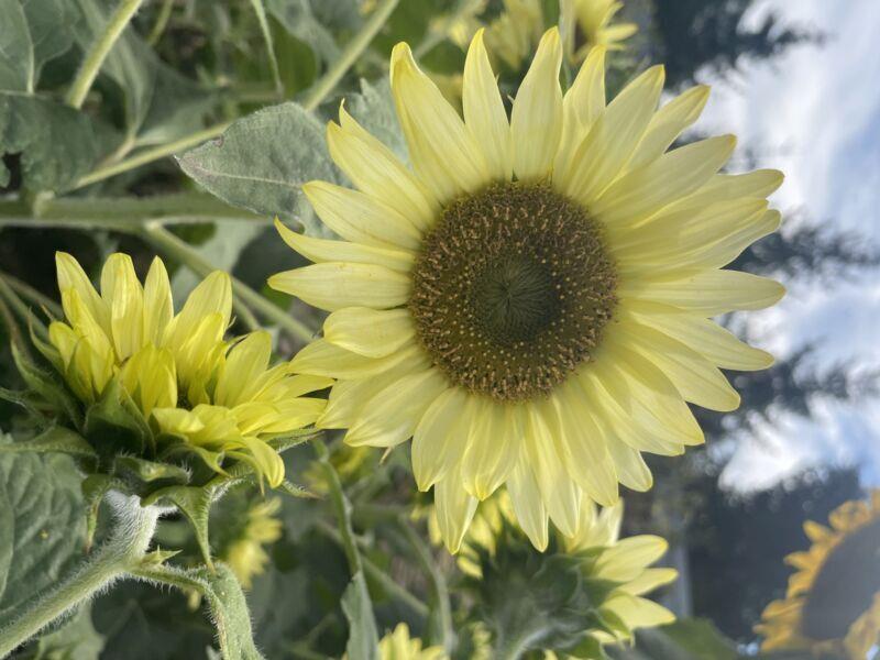 Sunflower Polino Lemon Premier Seeds Direct