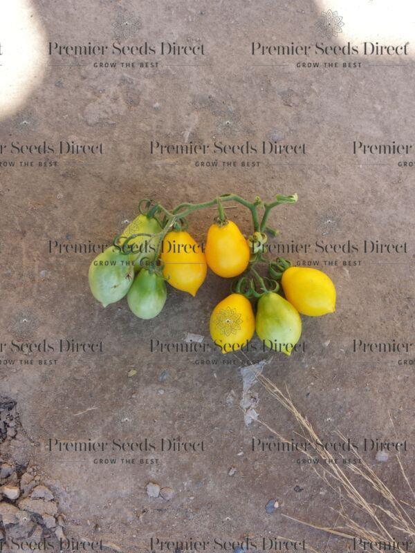 Tomato Yellow Of Vesuvio Premier Seeds Direct