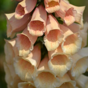 Foxgloves / Digitalis Seeds