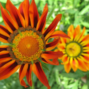 Gazania Seeds