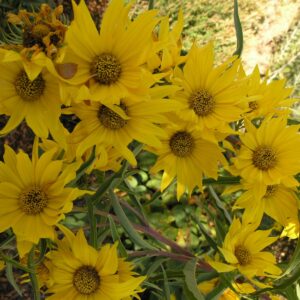 Sunflower Seeds