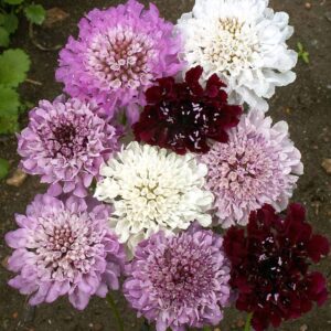 Scabiosa Seeds