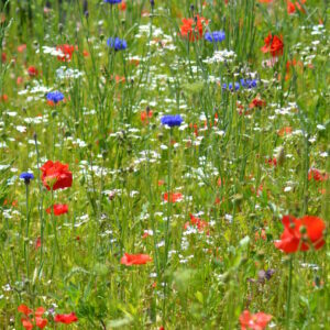 Wildflower Seeds