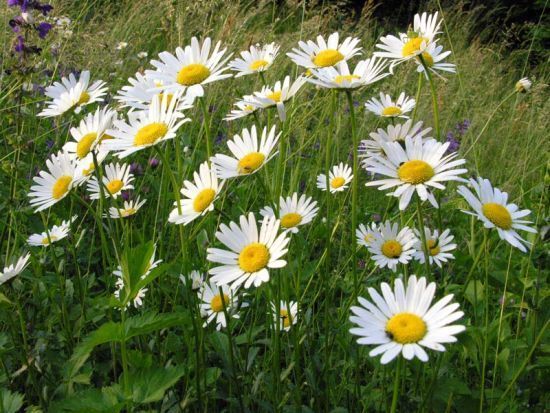 Ox Eye Daisy Leucanthemum Vulgare – Premier Seeds Direct