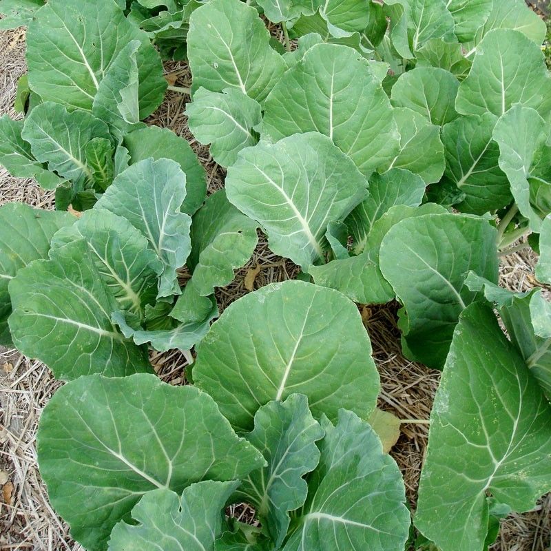 Kale Borecole Portugese | Vegetables | Kale | Premier Seeds Direct Ltd.