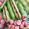 Broad Bean Pink Karmazyn