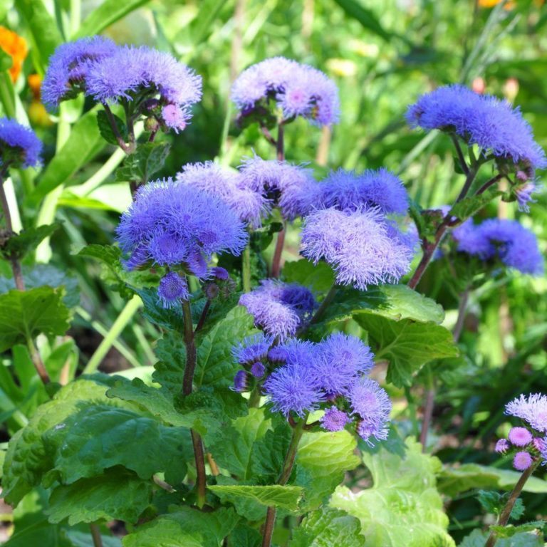 Ageratum Blue Mink | Flowers | Ageratum | Premier Seeds Direct Ltd.