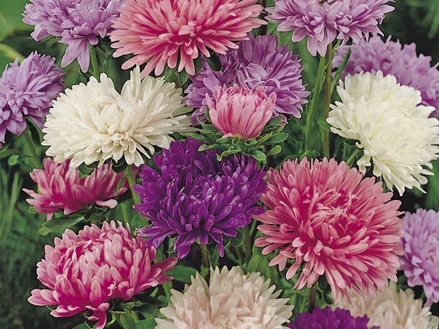 Aster China Powder Puff | Flowers | Asters | Premier Seeds Direct Ltd.