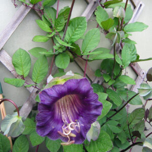 Cobaea Violet (Cup And Saucer Plant )