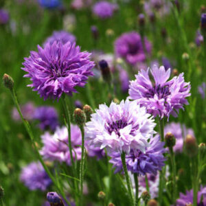 Cornflower Seeds