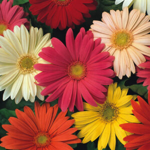 Gerbera Seeds