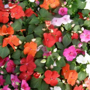 Impatiens Seeds