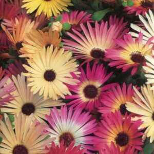 Mesembryanthemum Seeds