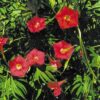 Morning Glory Ipomoea Quamoclit Red Feather