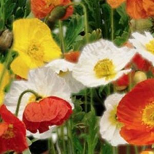 Papaver Poppy Nudicaule Iceland Mix