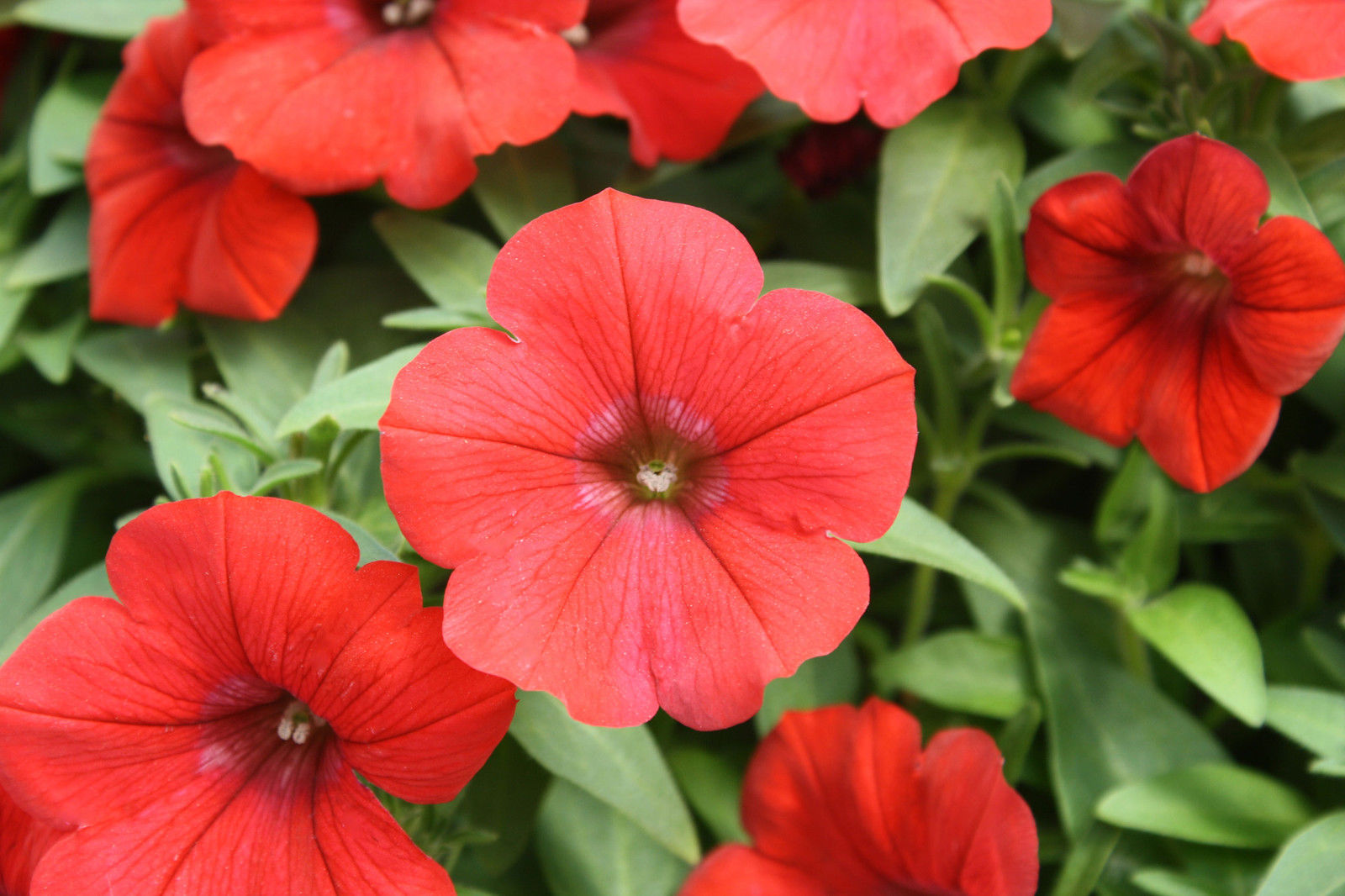 Petunia Nana Compacta Scarlet Red - Premier Seeds Direct