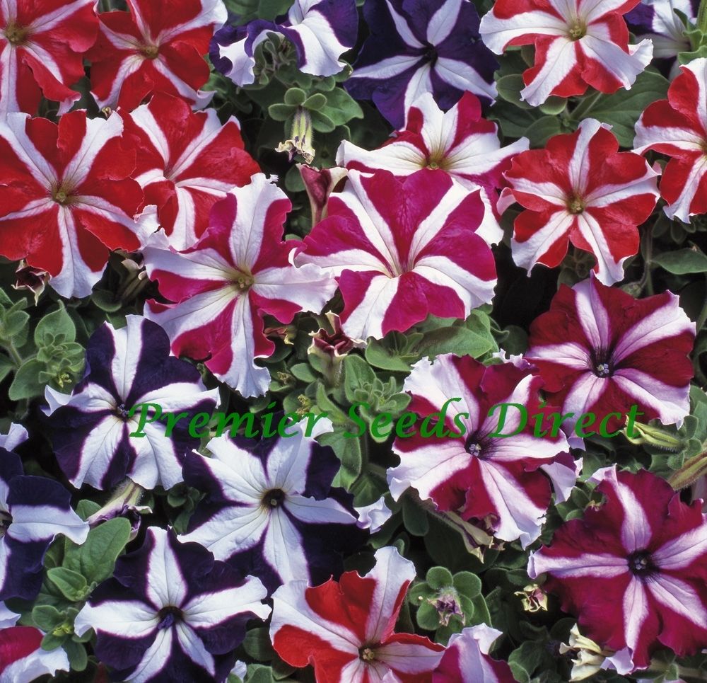 Petunia Grandiflora F1 Express Star Mix - Premier Seeds Direct