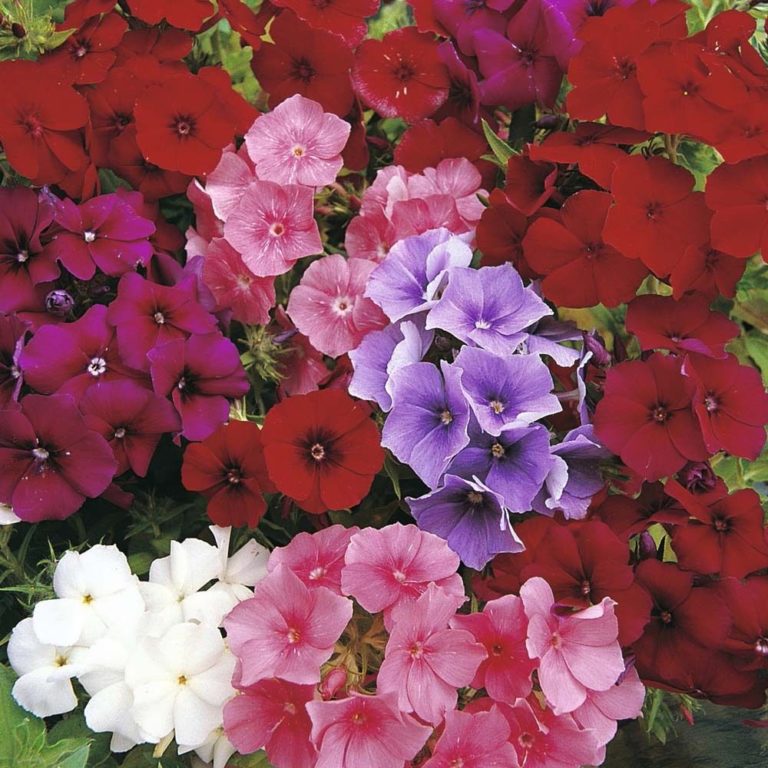 Phlox Drumondii Beauty Mix | Flowers | Premier Seeds Direct ltd