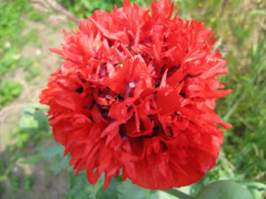 Poppy Somniferum Scarlet Red Peony