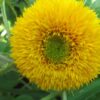 Sunflower Teddy Bear