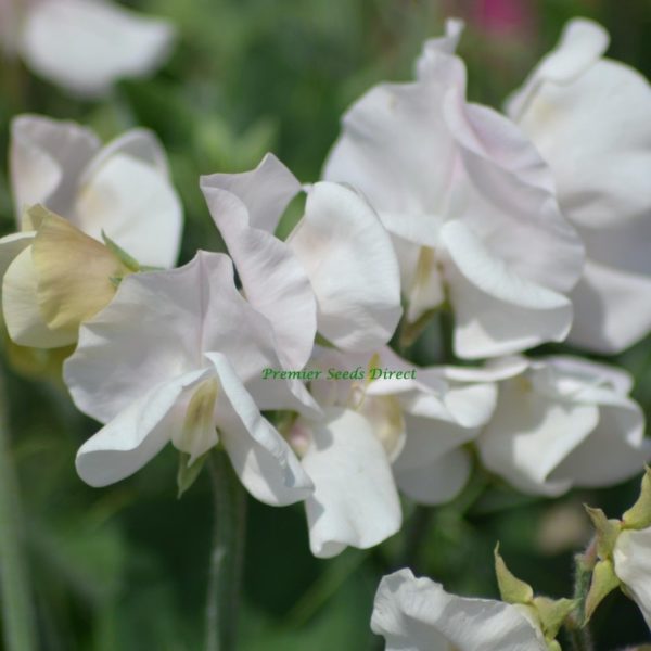 Sweet Pea Dwarf Cupid White | Flowers | Premier Seeds Direct ltd