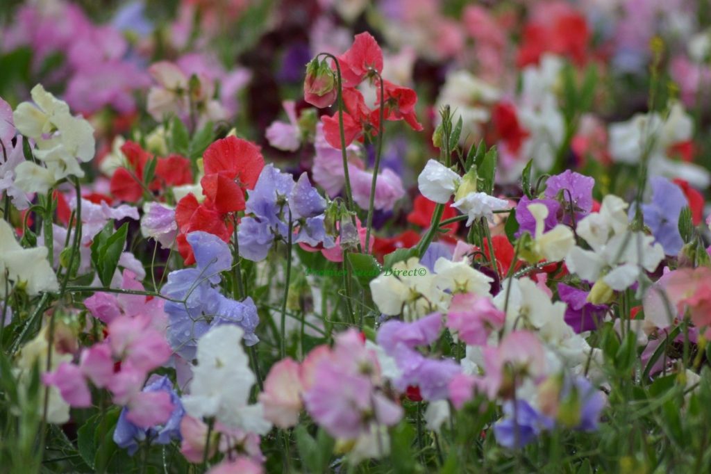 Sweet Pea Spencer Mix | Flowers | Premier Seeds Direct ltd