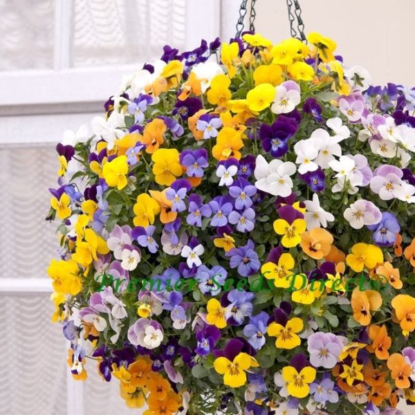 Viola Cornuta Winter Trailing Teardrops F1 Mix | Flowers | Premier ...