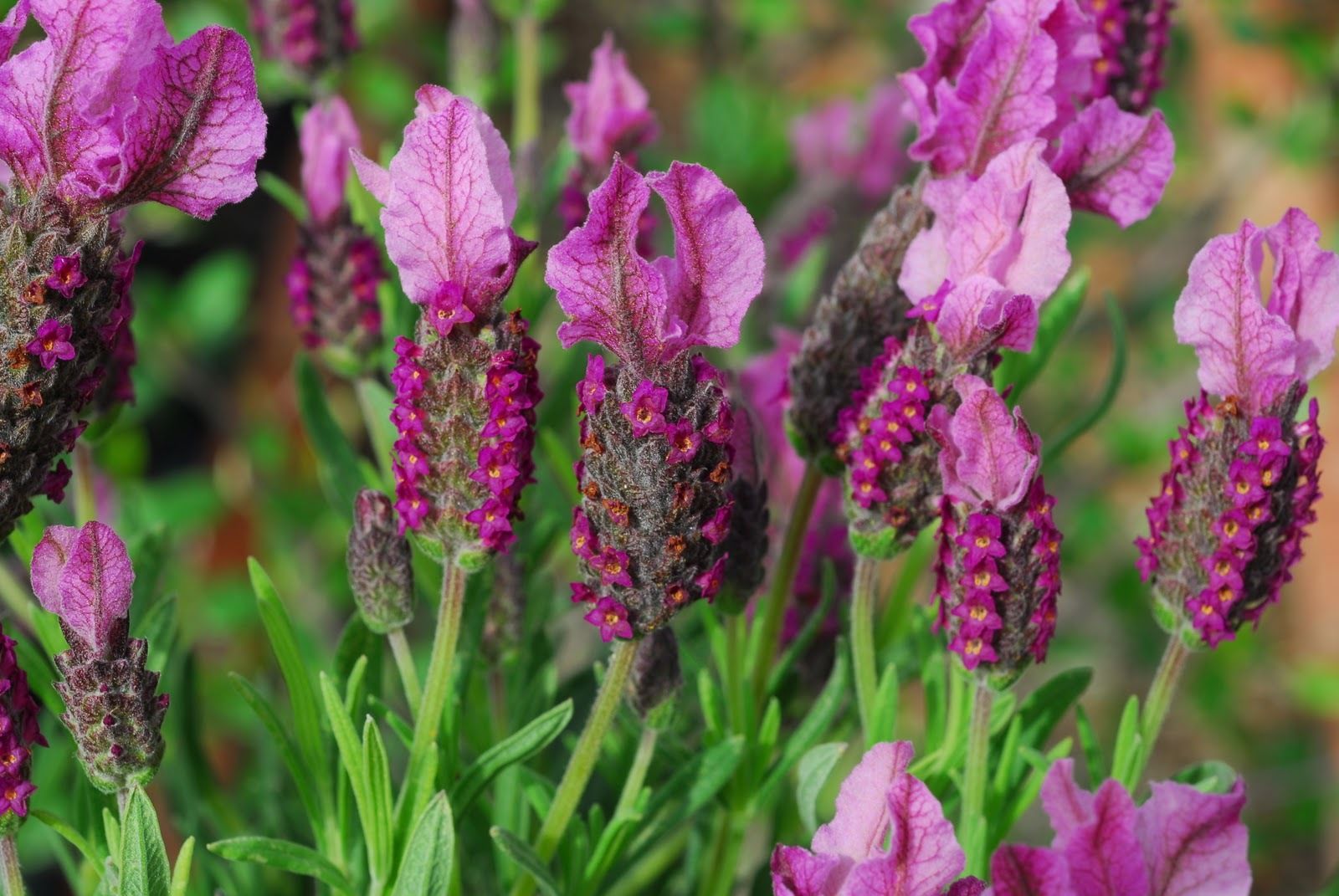 French Lavender Lavendula Stoechas | Lavender | Premier Seeds Direct ltd