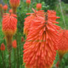 Kniphofia Crown Hybrid