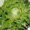 Lettuce Iceburg Type Ice Queen Organic