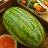 Water Melon Striped Klondike Blue Ribbon