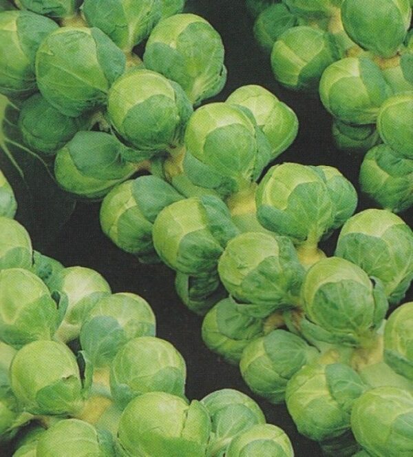 Brussel Sprout Groninger Organic