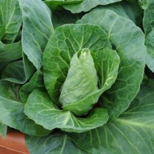 Cabbage Greyhound