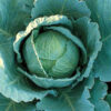 Cabbage Winter Tundra F1