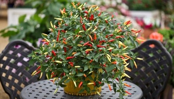 Hot Chilli Pepper Basket of Fire F1 | Pepper Hot | Premier Seeds Direct ltd