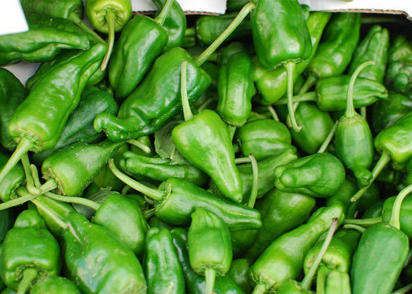 Hot Chilli Pepper Padron | Pepper Hot | Premier Seeds Direct ltd