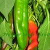 Hot Chilli Pepper Numex Big Jim Organic