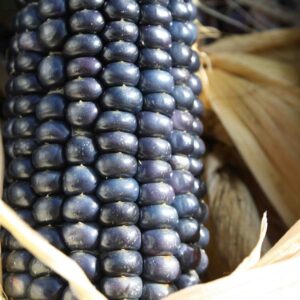 Heirloom Flint Corn Blue Hopi